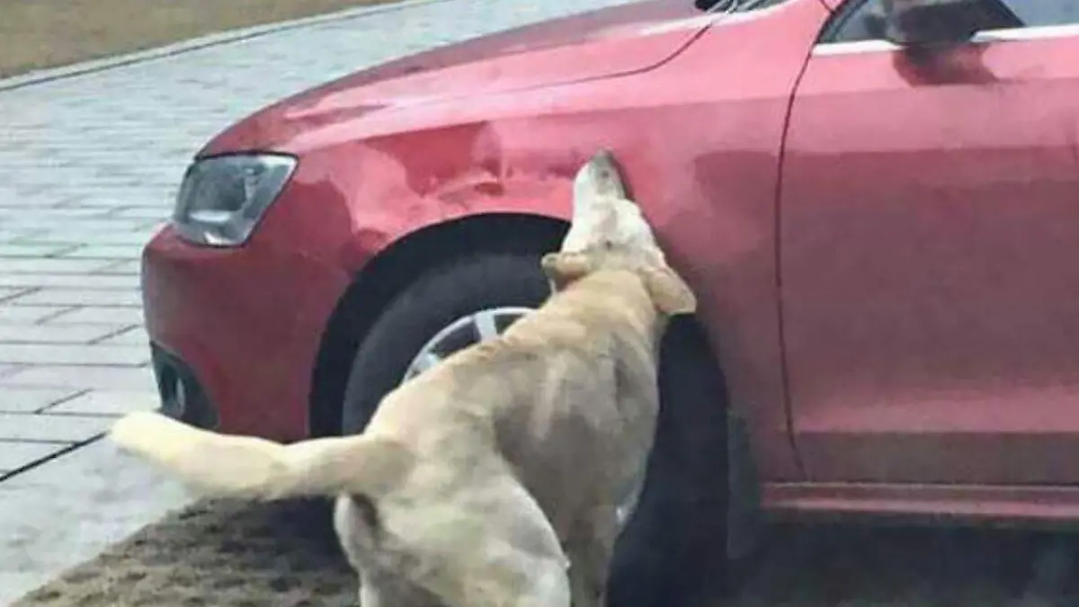 Perro vuelve con su jauría para destruir el auto del conductor que lo había pateado